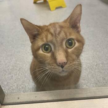 Rescue Domestic Short Hair Cats for Adoption in Cooperstown, New York - Cocoa | PetCurious