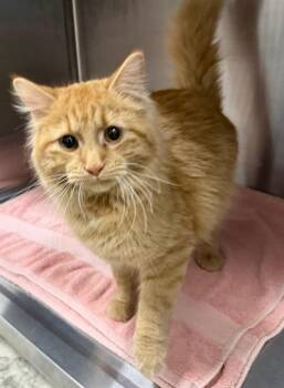 Domestic Long Hair Cats Available for Adoption in Peoria, Illinois - PASTRY CHEF | PetCurious