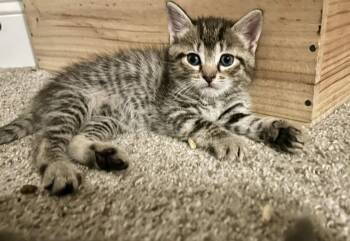 Domestic Short Hair Cats Available for Adoption in Pittsboro, North Carolina - Smokey | PetCurious
