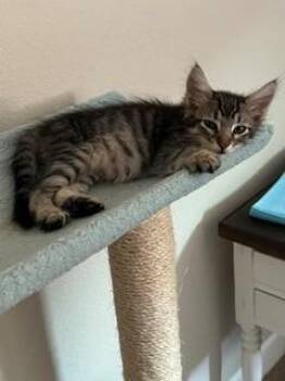 ECHO -  Domestic Short Hair Cat for Adoption in Sacramento, California - ECHO | PetCurious