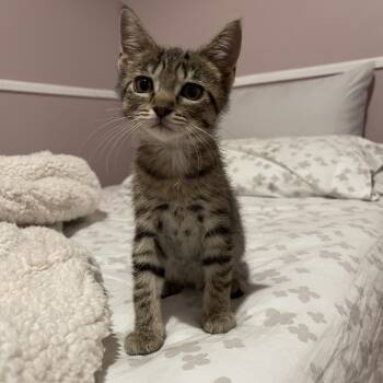 Latke -  Domestic Short Hair Cat for Adoption in Pikesville, Maryland - Latke | PetCurious