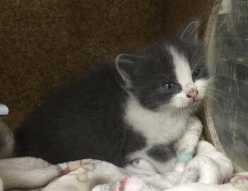 Domestic Short Hair Cats Available for Adoption in Riverside, California - A1915826 | PetCurious