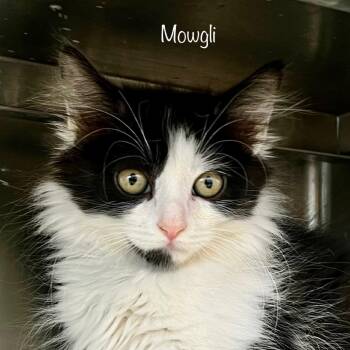 Mowgli -  Domestic Medium Hair Cat for Adoption in Madisonville, Tennessee - Mowgli | PetCurious