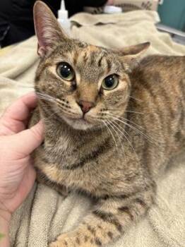Zoie -  Domestic Short Hair Cat for Adoption in Fishers, Indiana - Zoie | PetCurious