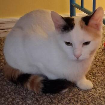 Domestic Short Hair Cats Available for Adoption in Layton, Utah - Carmela | PetCurious