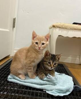 Maple -  Tabby and Calico Cat for Adoption in San Diego, California - Maple | PetCurious