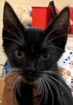 BAYA -  Domestic Short Hair Cat for Adoption in Elizabethton, Tennessee - BAYA | PetCurious