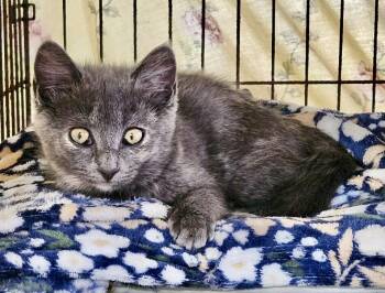 Dilute Tortoiseshell Cats Available for Adoption in Myrtle Beach, South Carolina - Enlly | PetCurious