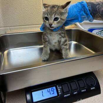 Monica -  American Shorthair Cat for Adoption - Monica | PetCurious