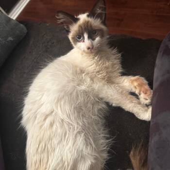 Rescue Snowshoe and Domestic Long Hair Cats for Adoption in Los Angeles, California - Timothee Chalamet | PetCurious