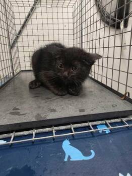 Race Track -  Domestic Short Hair Cat for Adoption in Sevierville, Tennessee - Race Track | PetCurious