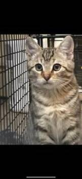 Rescue Domestic Short Hair Cats for Adoption in Folsom, California - Douglas | PetCurious