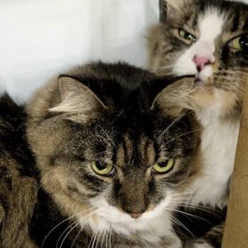 Rescue Tuxedo and Domestic Short Hair Cats for Adoption in Knoxville, Tennessee - Zeke | PetCurious