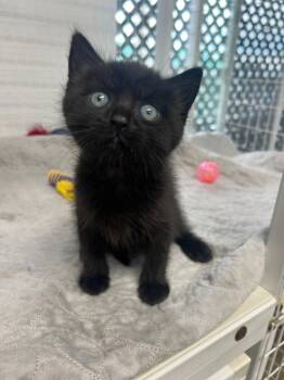 Domestic Short Hair Cats Available for Adoption in Brookings, Oregon - Jester | PetCurious