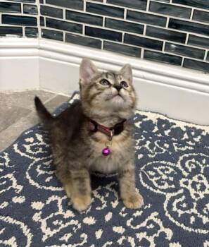 Calico and American Shorthair Cats Available for Adoption in Maitland, Florida - Coco | PetCurious