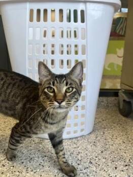 Popcorn Bucket -  Domestic Short Hair Cat for Adoption in Kansas City, Missouri - Popcorn Bucket | PetCurious