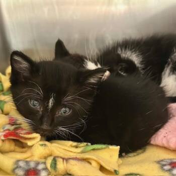 Domestic Short Hair Cats Available for Adoption in Riverside, California - DUSTY | PetCurious