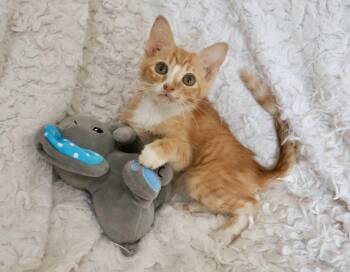 Butler -  Tabby Cat for Adoption in St. Augustine, Florida - Butler | PetCurious