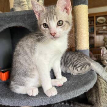 Bryson -  Domestic Short Hair Cat for Adoption in Bulverde, Texas - Bryson | PetCurious