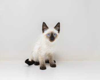 Sterling -  Siamese Cat for Adoption in Trophy Club, Texas - Sterling | PetCurious