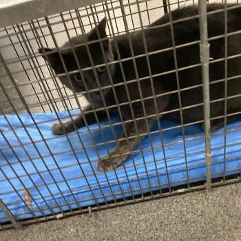Jenny -  Domestic Short Hair Cat for Adoption in Montgomery, Alabama - Jenny | PetCurious