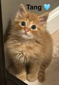 Tang -  Tabby Cat for Adoption in Beckley, West Virginia - Tang | PetCurious