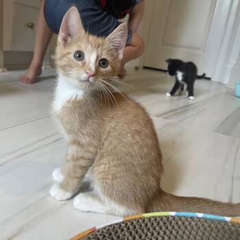 Bo Peep -  Domestic Short Hair Cat for Adoption in Franklin, Tennessee - Bo Peep | PetCurious