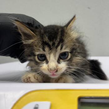 Erwin -  Domestic Medium Hair Cat for Adoption in Tampa, Florida - Erwin | PetCurious