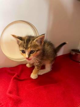 Lyra -  Domestic Short Hair Cat for Adoption in Bolivar, Missouri - Lyra | PetCurious