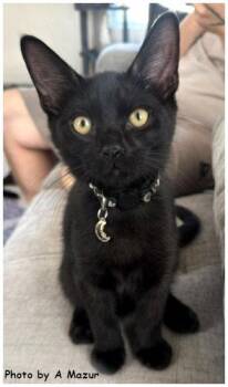 Cook -  Domestic Short Hair Cat for Adoption in Oak Ridge, Tennessee - Cook | PetCurious