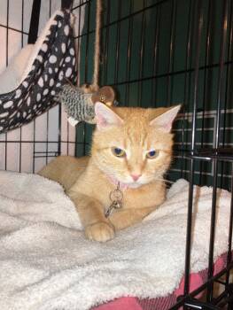 Rescue Domestic Short Hair Cats for Adoption in Colmar, Pennsylvania - Jane | PetCurious