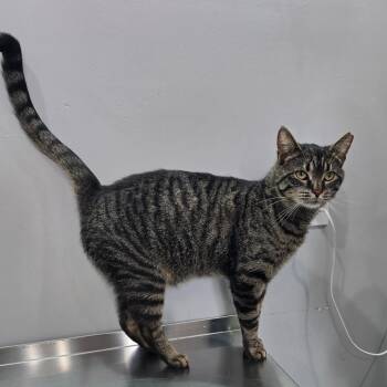 Earl -  Domestic Short Hair Cat for Adoption in Fairmont, West Virginia - Earl | PetCurious
