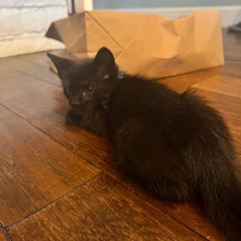 Rescue Domestic Short Hair Cats for Adoption in Elfin Forest, California - Apollo (blue) | PetCurious