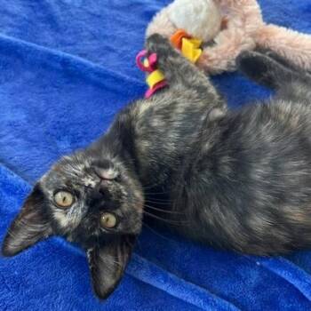 Rescue Domestic Short Hair Cats for Adoption in Los Angeles, California - Shania | PetCurious