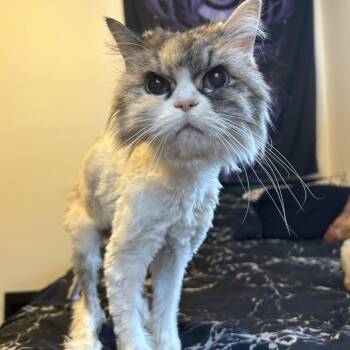 Persian and Domestic Long Hair Cats Available for Adoption - Sophie | PetCurious