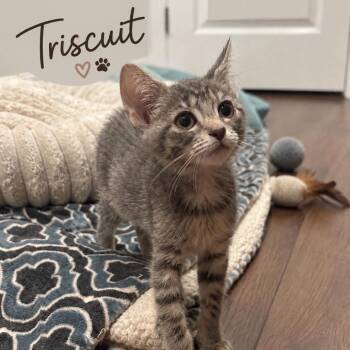 Triscuit -  Domestic Short Hair Cat for Adoption in Inman, South Carolina - Triscuit | PetCurious