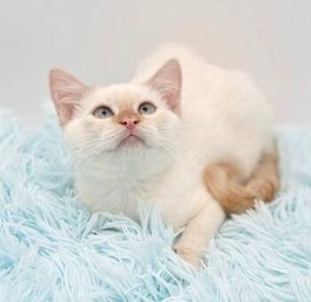 Mashed Potatoes -  Siamese Cat for Adoption in Covington, Louisiana - Mashed Potatoes | PetCurious