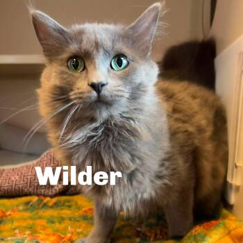 Wilder 260405 -  Domestic Medium Hair Cat for Adoption in Gladstone, Michigan - Wilder 260405 | PetCurious