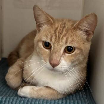 Pelican -  Domestic Short Hair Cat for Adoption in Naperville, Illinois - Pelican | PetCurious