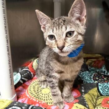 Manolo -  Domestic Short Hair Cat for Adoption in Lakeland, Florida - Manolo | PetCurious