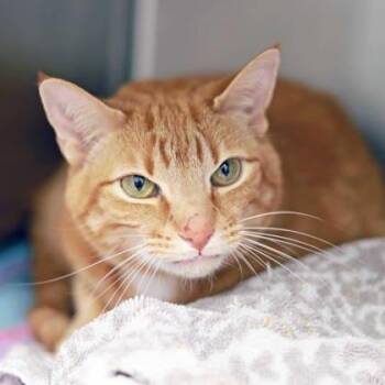 Domestic Short Hair Cats Available for Adoption in Atlanta, Georgia - Hudson | PetCurious