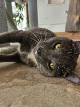 Baloo -  Domestic Short Hair Cat for Adoption in Chappell, Nebraska - Baloo | PetCurious