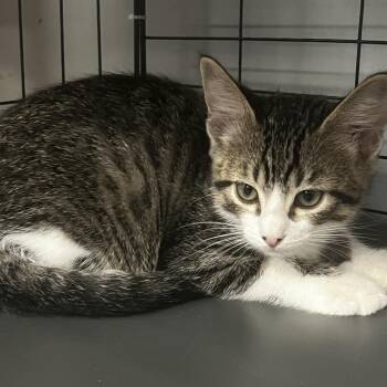 Luc -  Domestic Short Hair Cat for Adoption in Lenexa, Kansas - Luc | PetCurious