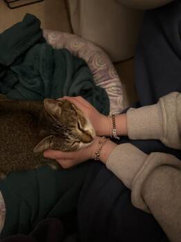 Domestic Short Hair Cats Available for Adoption in Mustang, Oklahoma - Freya | PetCurious