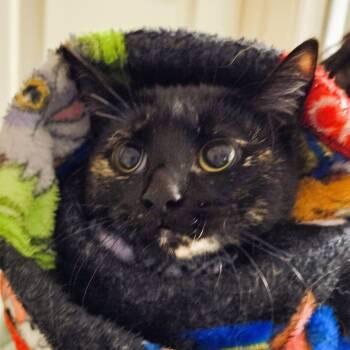Rescue Domestic Short Hair Cats for Adoption in Waldorf, Maryland - Pear | PetCurious