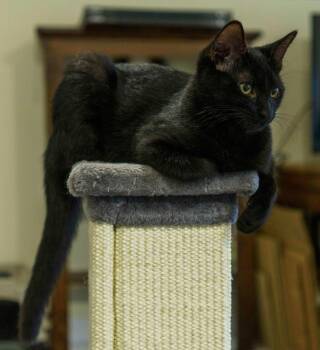 Coal -  Domestic Short Hair Cat for Adoption in Lewisburg, Pennsylvania - Coal | PetCurious