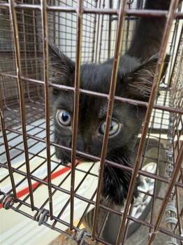 A661103 -  Domestic Short Hair Cat for Adoption in Houston, Texas - A661103 | PetCurious