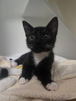 Starfire -  Domestic Short Hair Cat for Adoption in Savannah, Georgia - Starfire | PetCurious