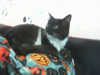 Domestic Short Hair Cats Available for Adoption - FOGGY | PetCurious