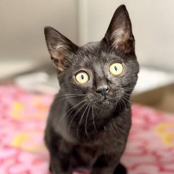 Java -  Domestic Short Hair Cat for Adoption in Jackson Township, New Jersey - Java | PetCurious